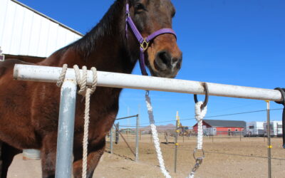 Make a Quick Release for Horses